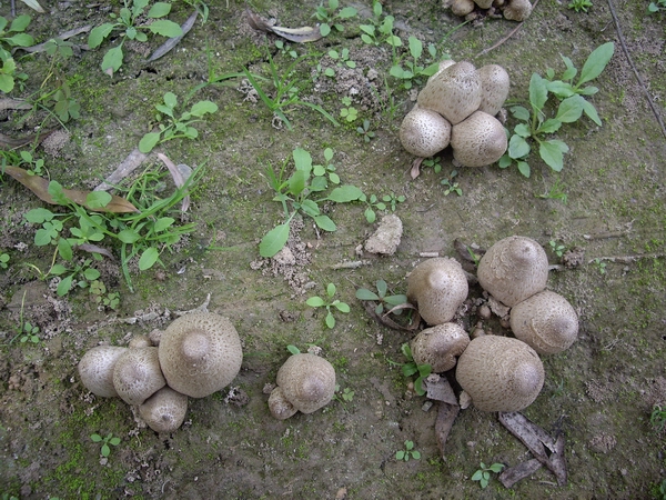 磨菇系列组照