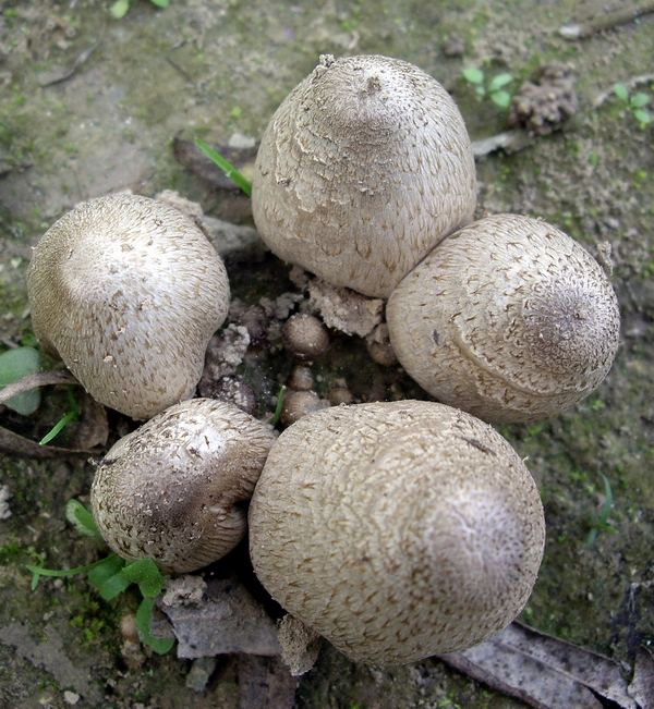 磨菇系列组照