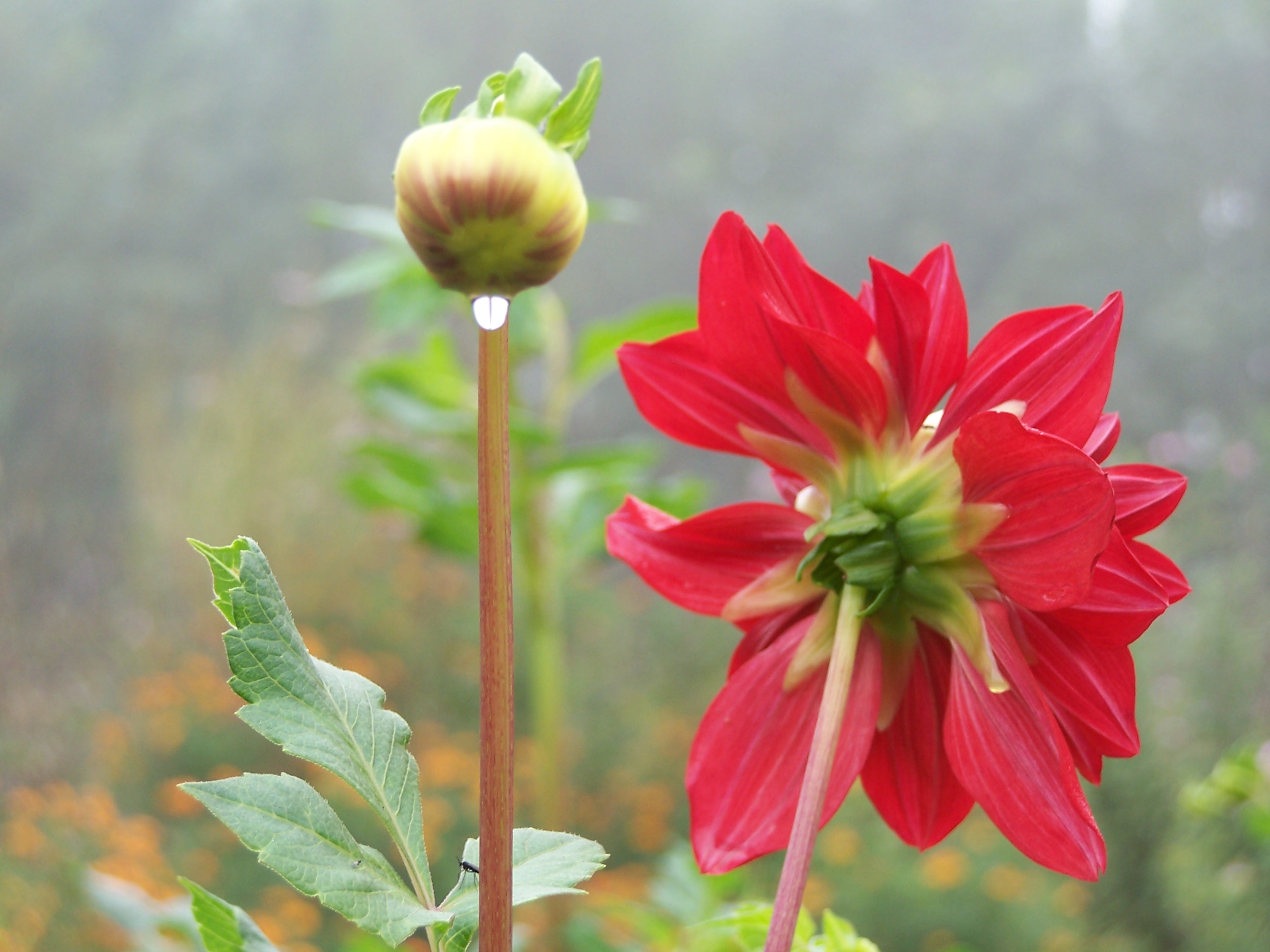 绿色庄园里的花鸟
