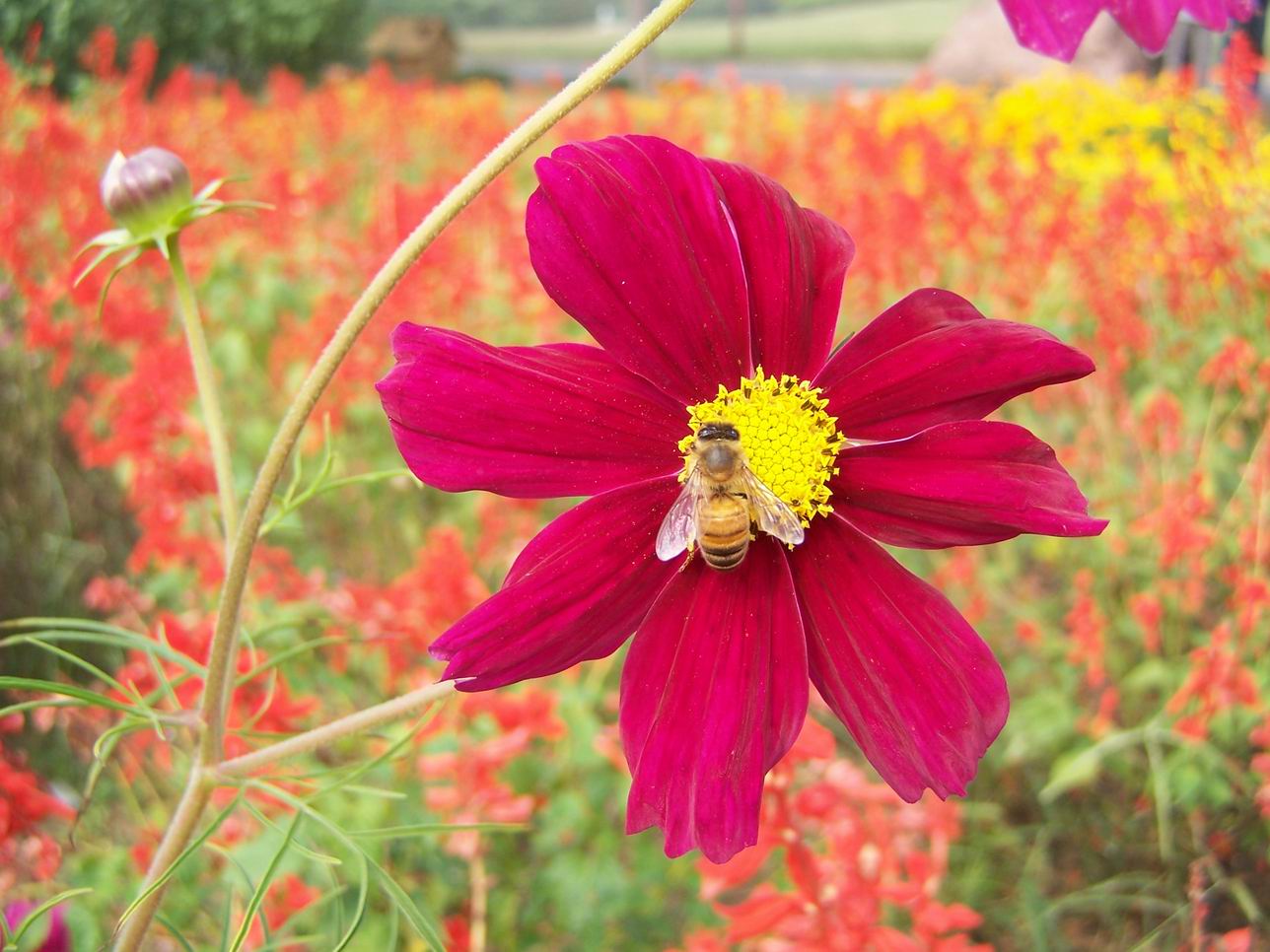 绿色庄园里的花鸟