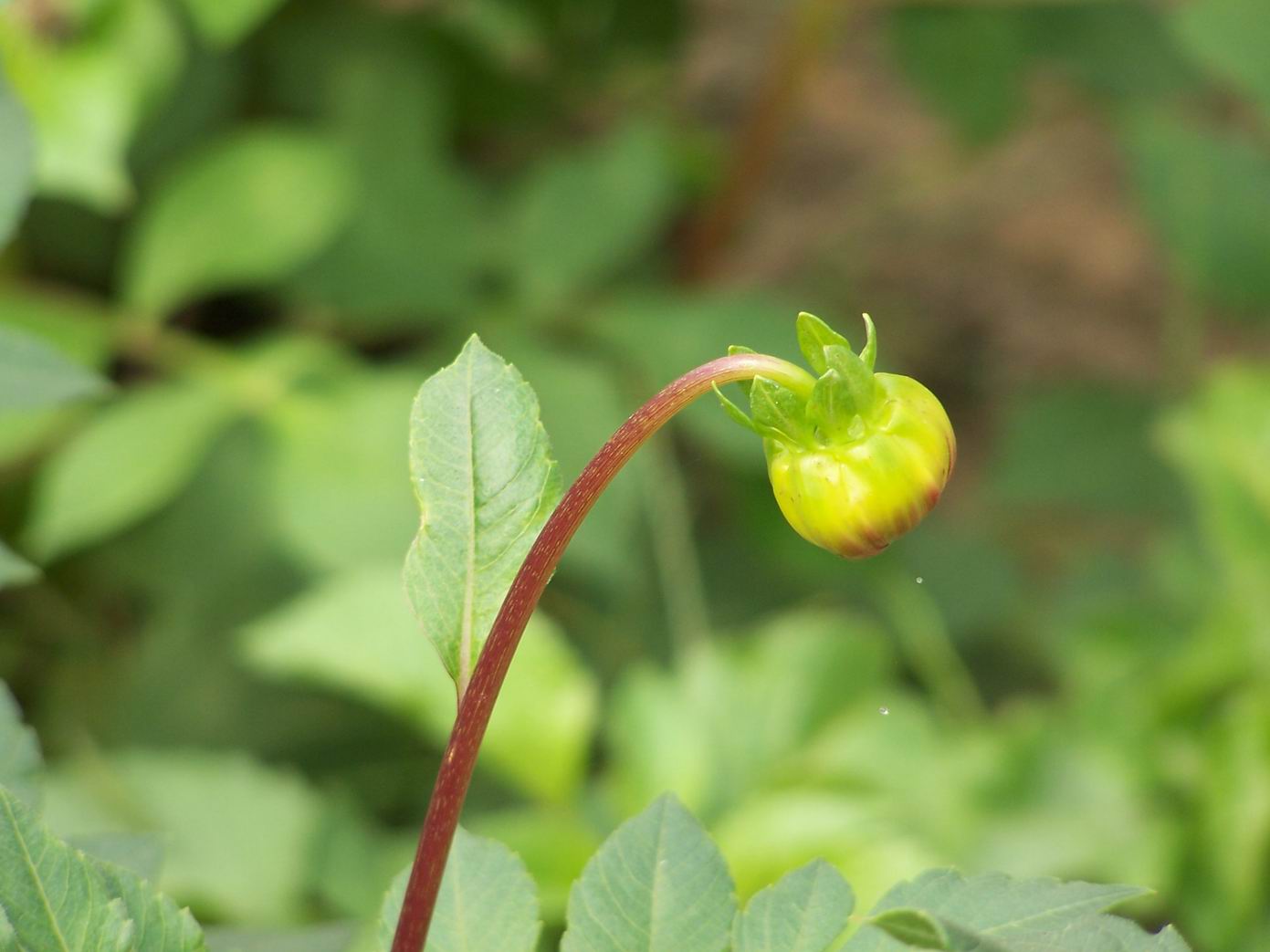 绿色庄园里的花鸟