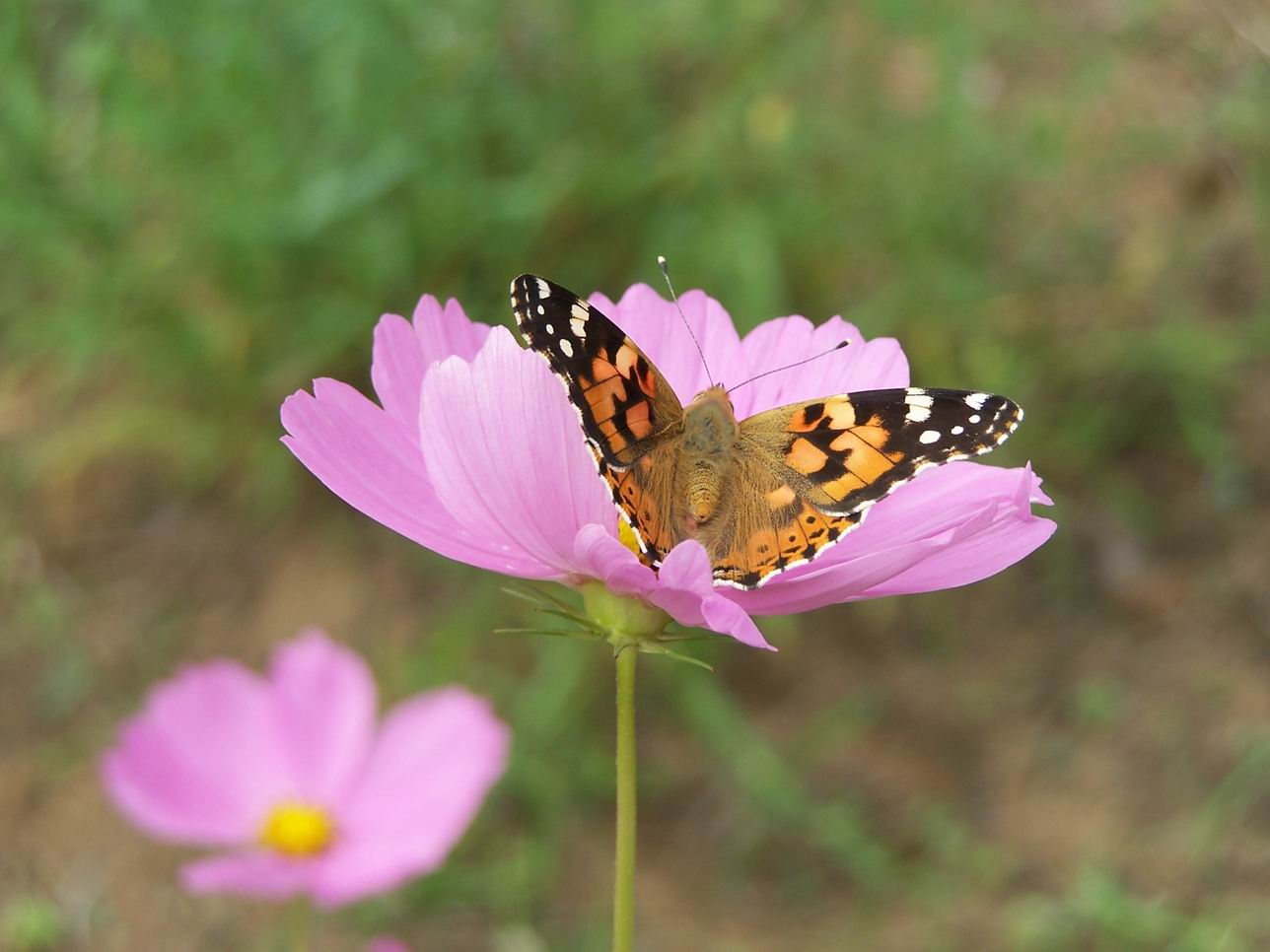 绿色庄园里的花鸟