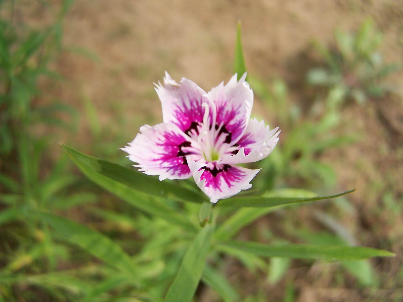 绿色庄园里的花鸟