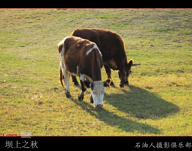金秋坝上勾魂美景系列