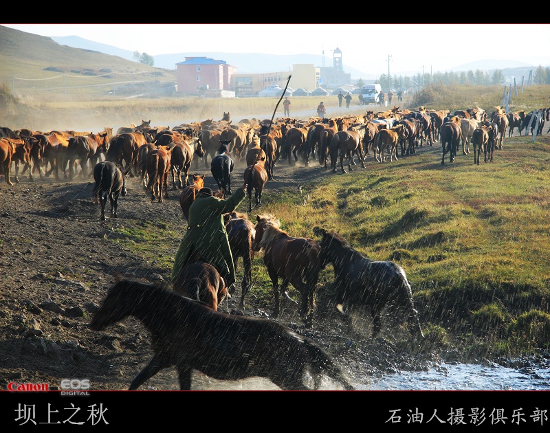 金秋坝上勾魂美景系列