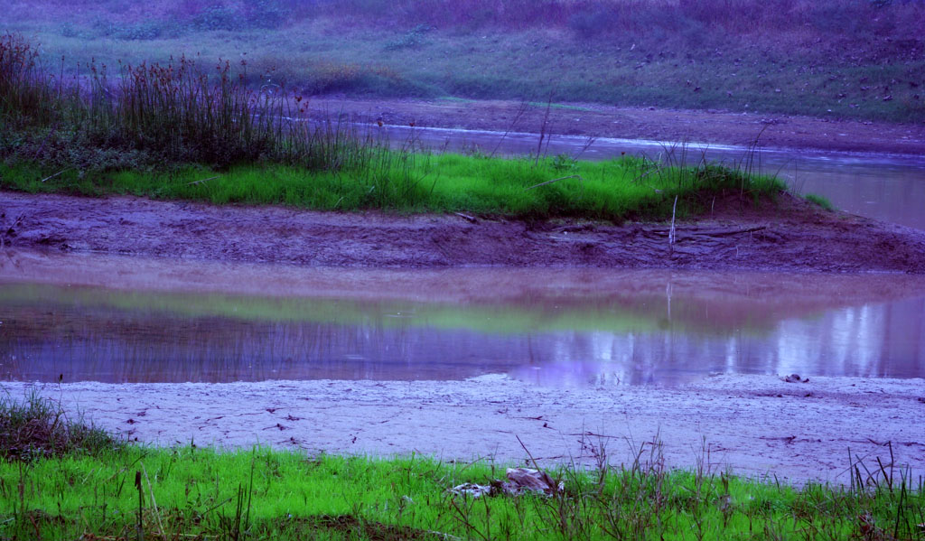 烟雨  金堤河