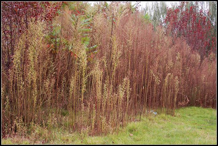秋日