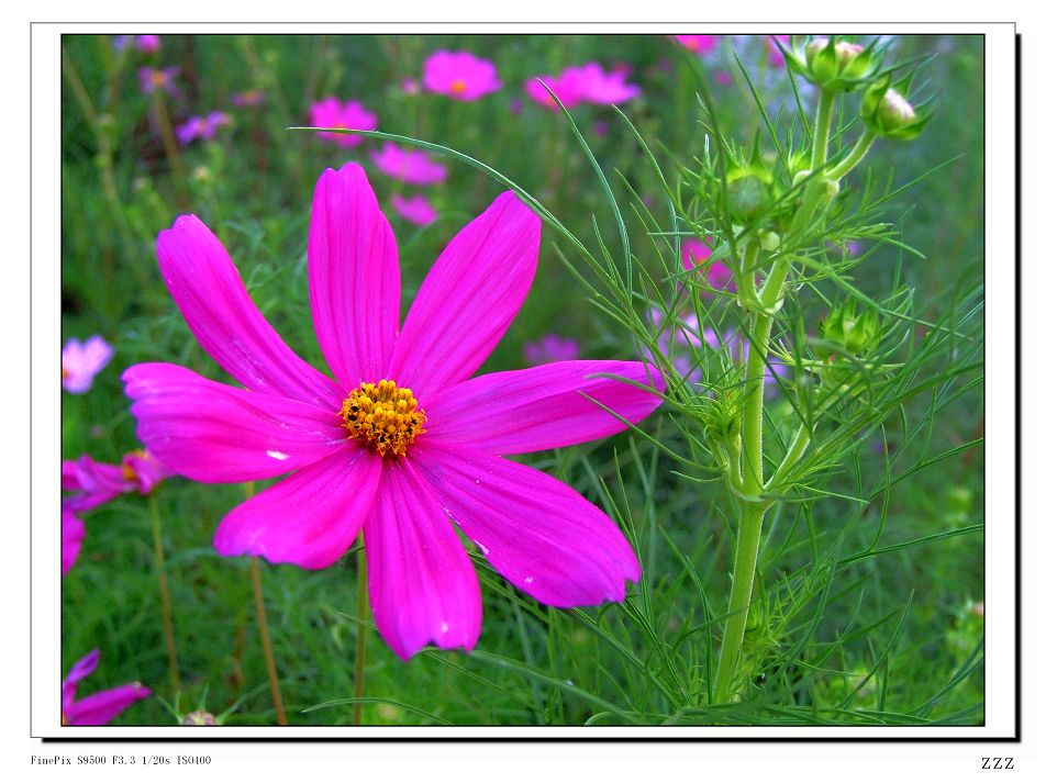 花