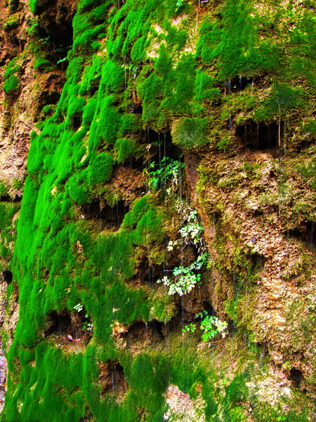 苔痕青青