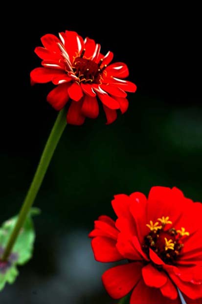 拍好花卉不容易