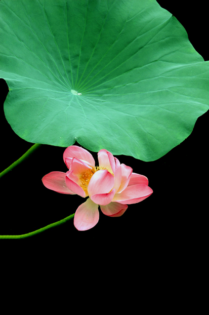 拍好花卉不容易