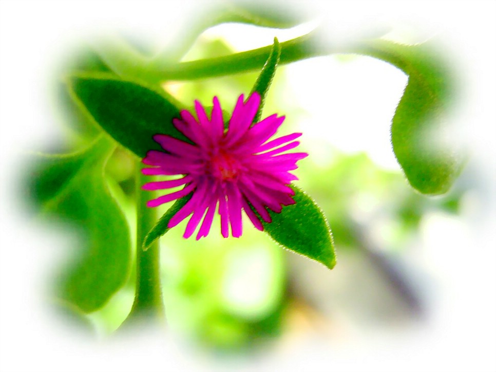 窗台小花