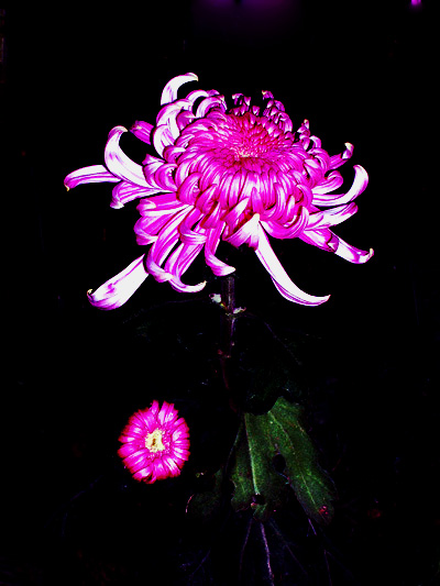 午后的秋菊