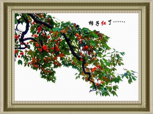 柿子熟了