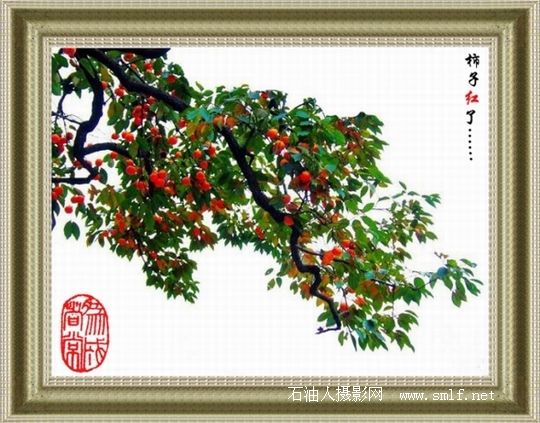 柿子熟了