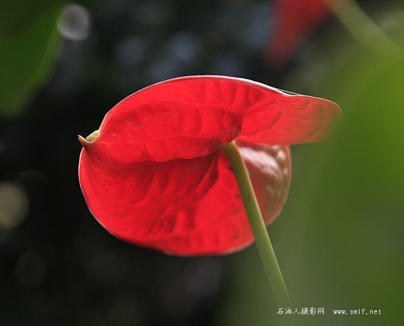 花草一组