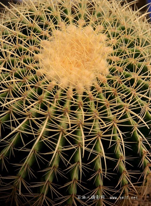 花草一组