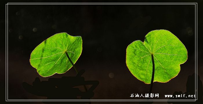 低调旱莲