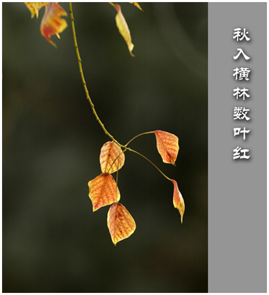 秋之感慨......