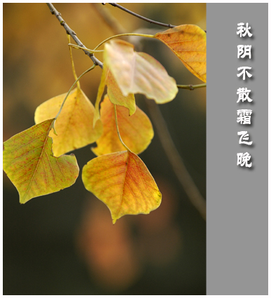 秋之感慨......