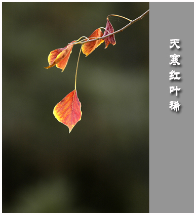 秋之感慨......