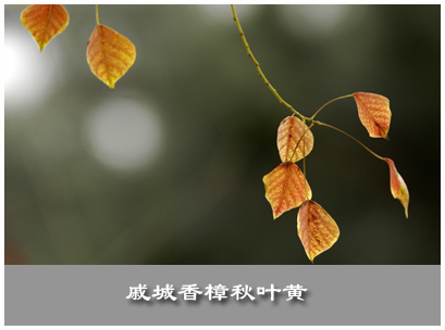 秋之感慨......