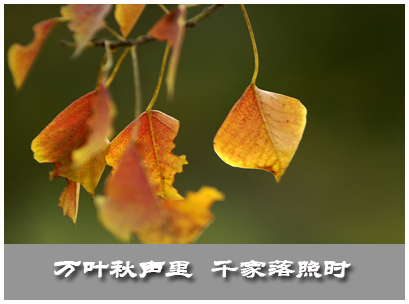 秋之感慨......