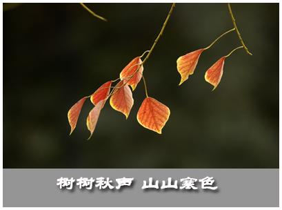 秋之感慨......