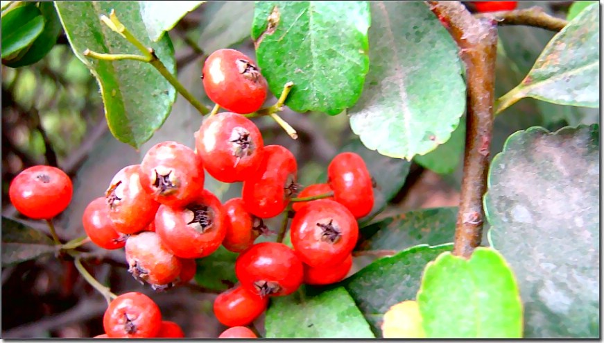 小花