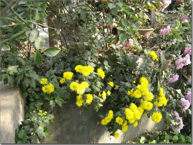 小花