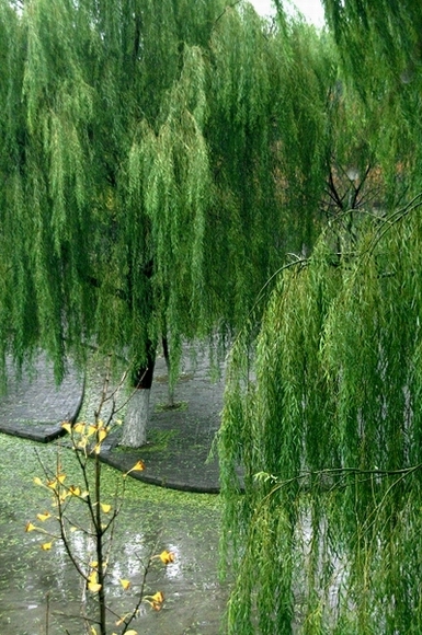 2006第一场雪之际
