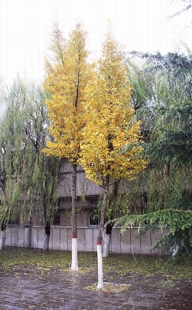 2006第一场雪之际