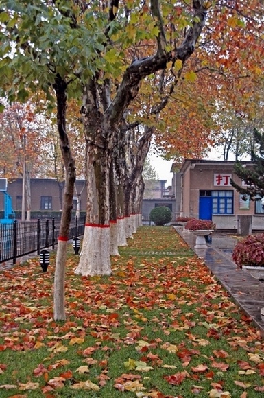 2006第一场雪之际