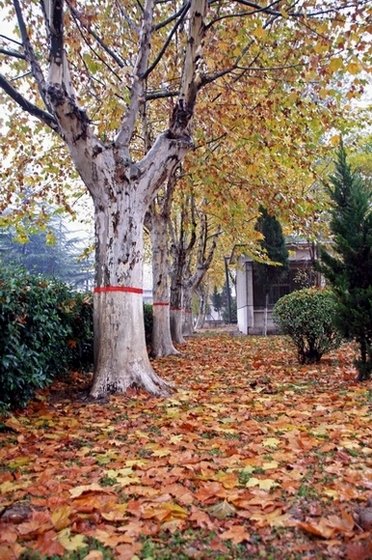 2006第一场雪之际