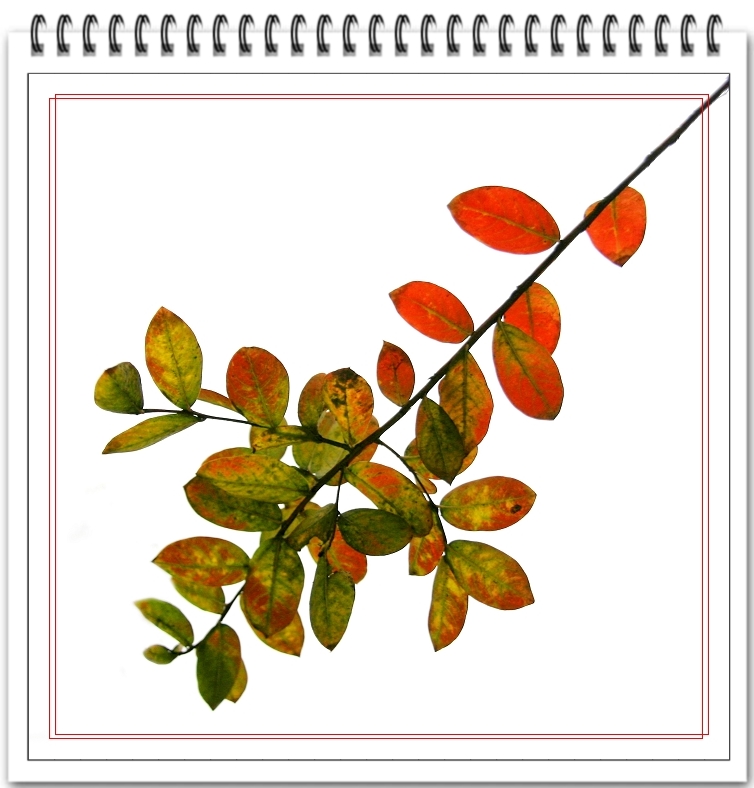 11月26日之收获