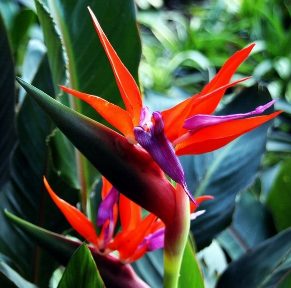 花草