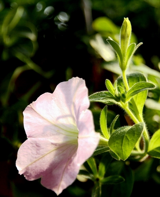 花草