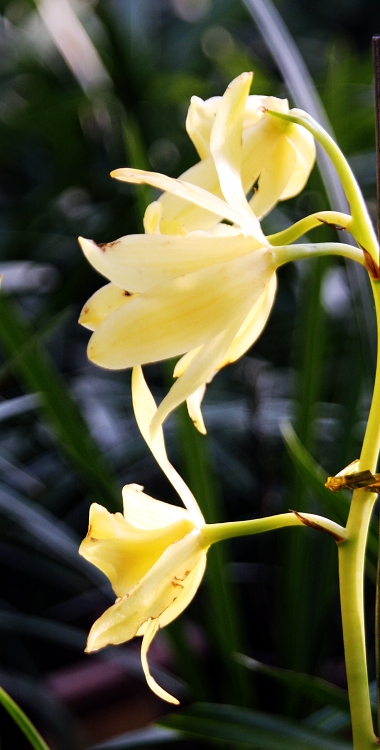 花草