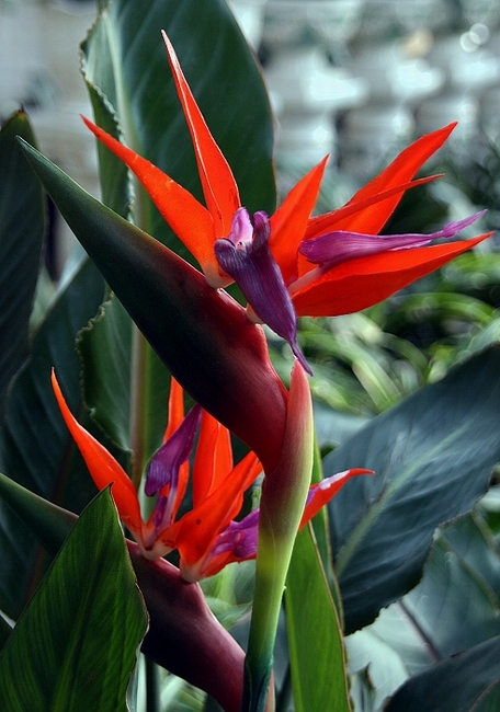 花草