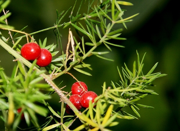 花草