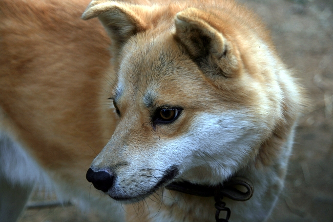 苗圃守护