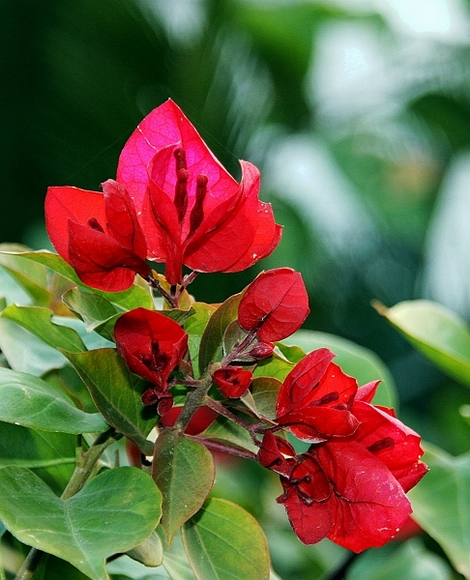 花草