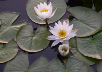 美丽的睡莲