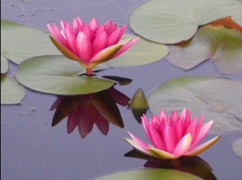 美丽的睡莲