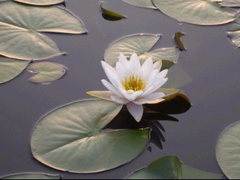 美丽的睡莲