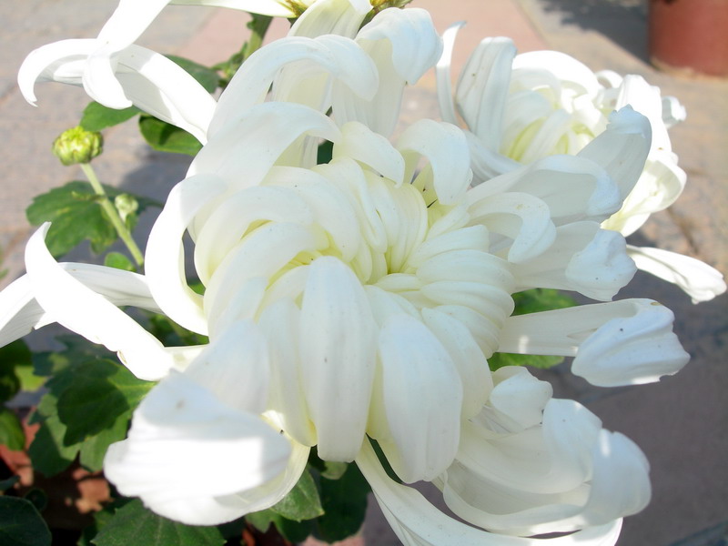 [原创]秋菊