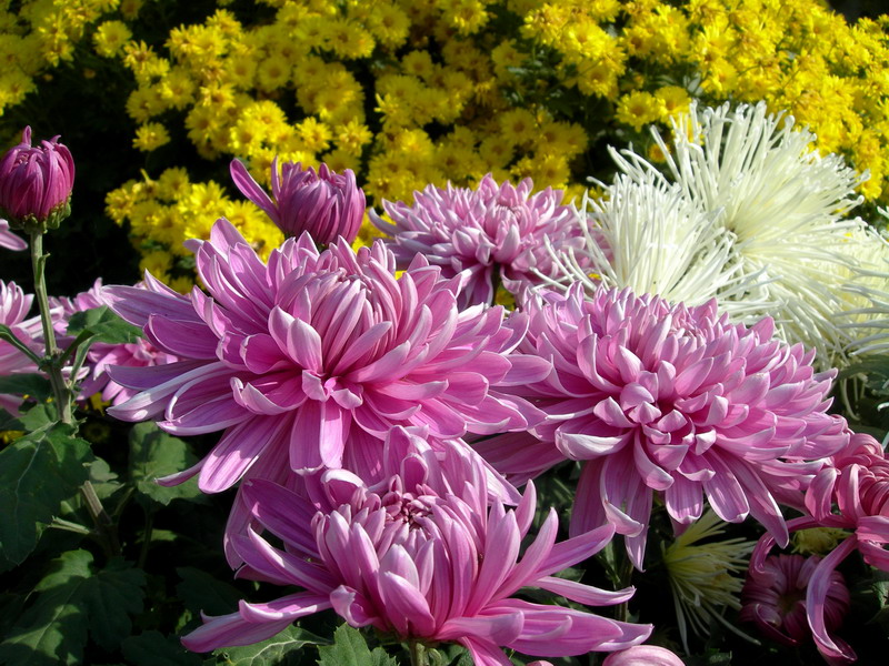 [原创]秋菊