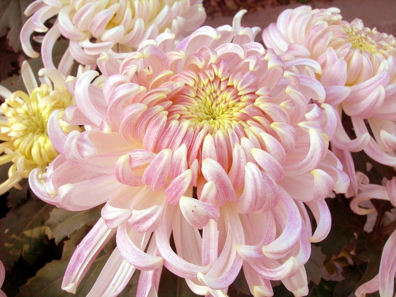 [原创]秋菊