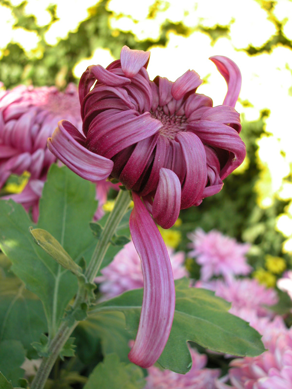 午后的秋菊