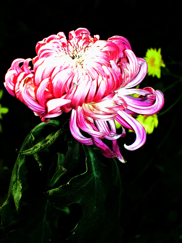 午后的秋菊